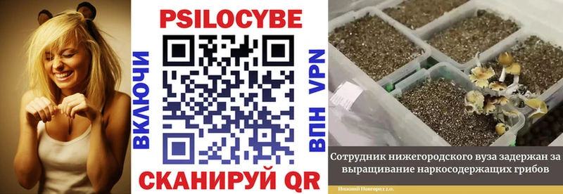 Галлюциногенные грибы Psilocybine cubensis  Боровск 